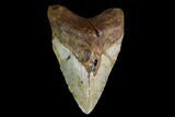 Fossil Megalodon Tooth - North Carolina #147530-1